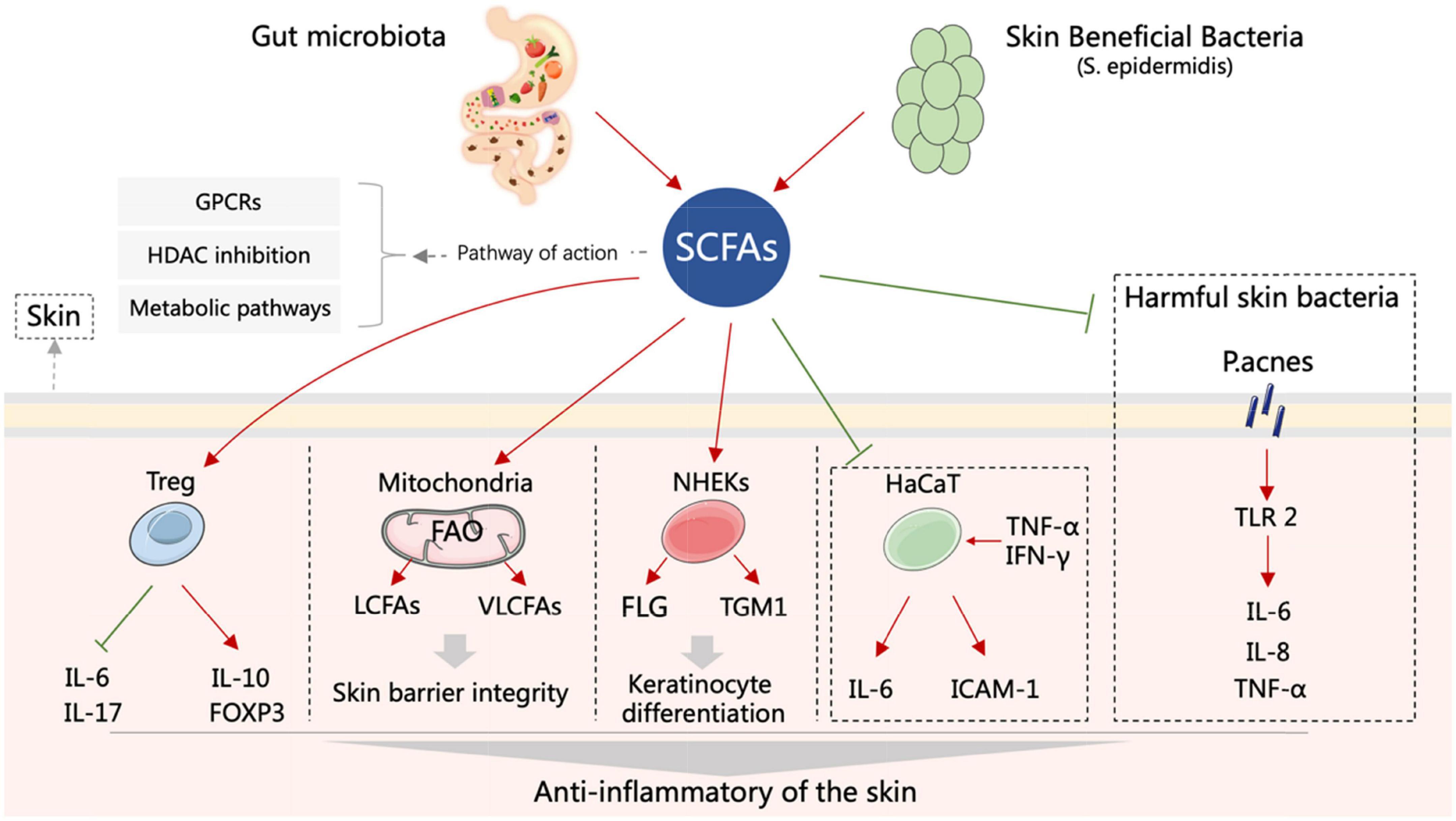 The role of short-chain fatty acids in inflammatory skin diseases